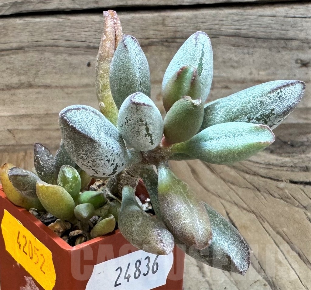 SH24836 Adromischus marianae v. kubusensis - Image 2