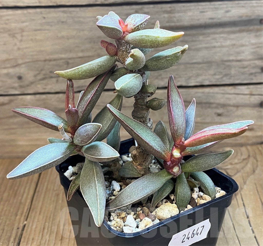SH24647 Adromischus marianiae hybrid -Germania- - immagine 2