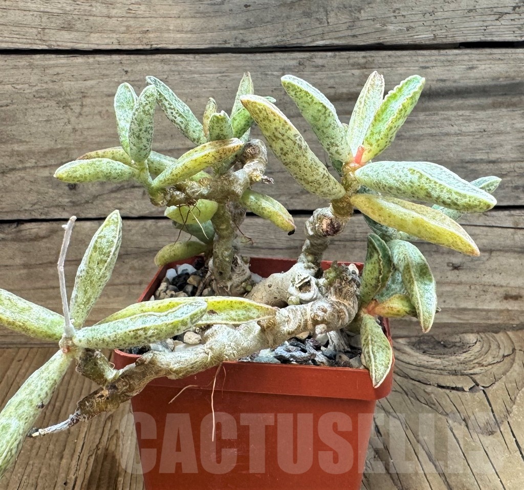 SH24837 Adromischus marianae - immagine 2