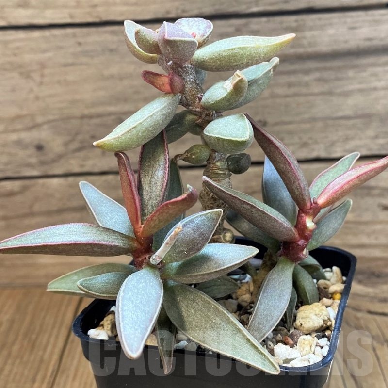 SH24647 Adromischus marianiae hybrid -Germania-