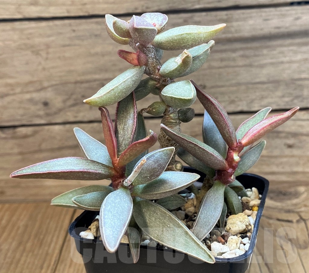 SH24647 Adromischus marianiae hybrid -Germania-