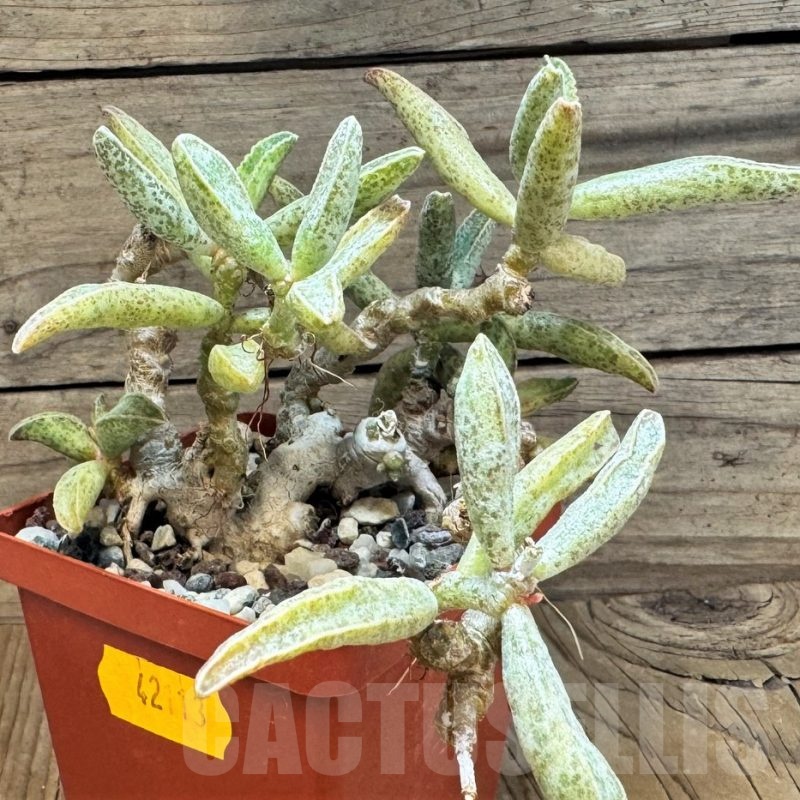 SH24837 Adromischus marianae