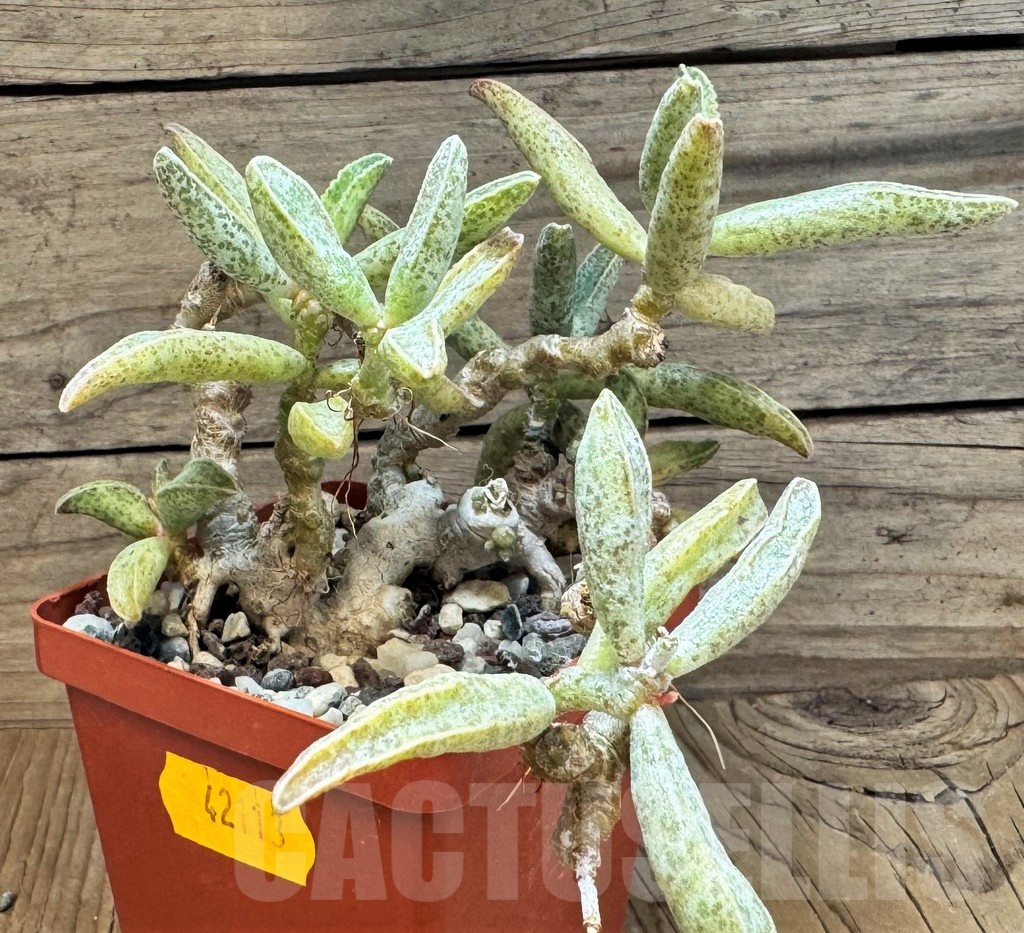 SH24837 Adromischus marianae