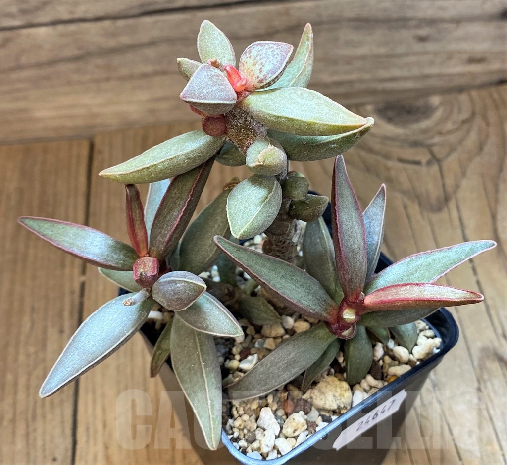 SH24647 Adromischus marianiae hybrid -Germania- - immagine 3