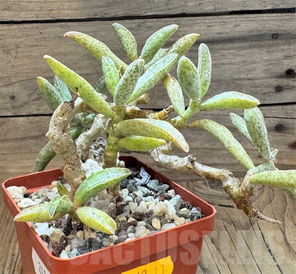 SH24837 Adromischus marianae - immagine 3