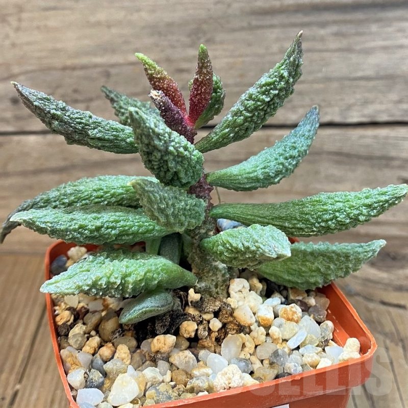 SH24648 Adromischus marianae f. herrei