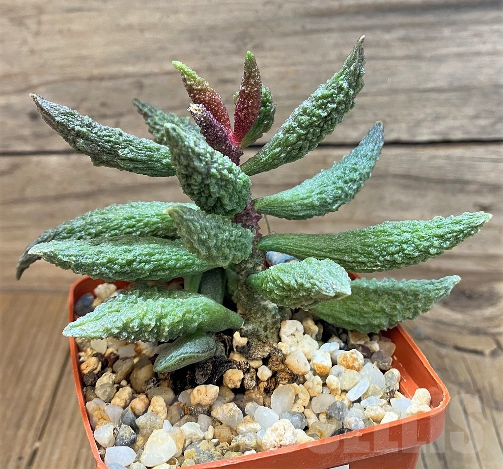 SH24648 Adromischus marianae f. herrei
