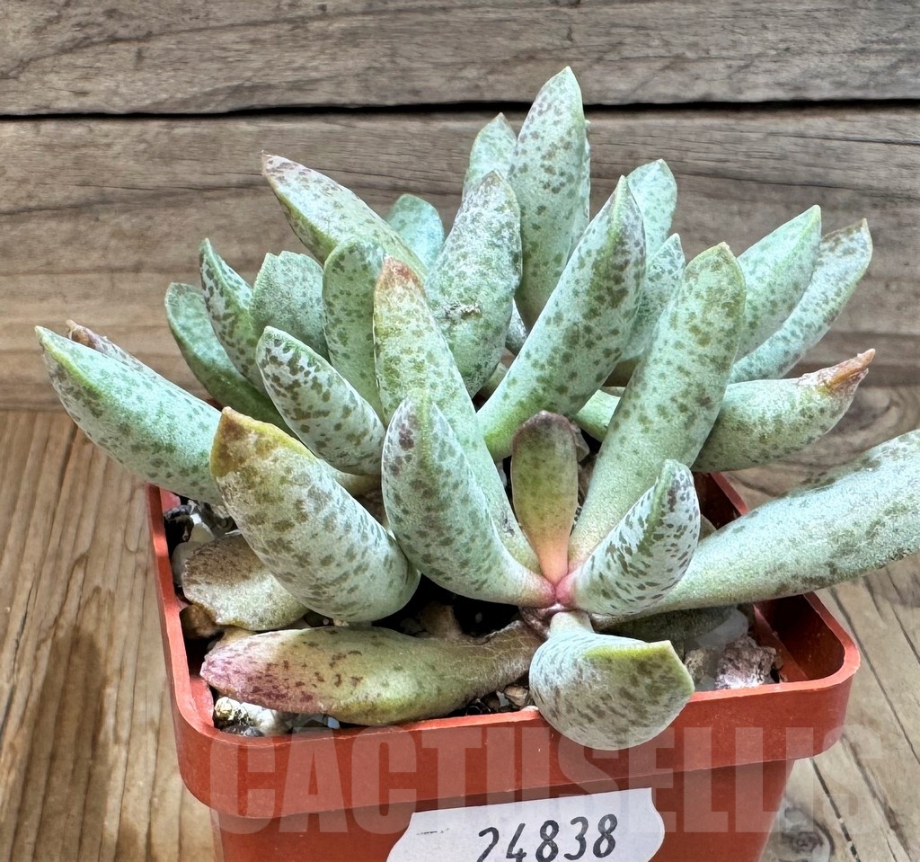 SH24838 Adromischus mammillaris PUB 2119 - immagine 2