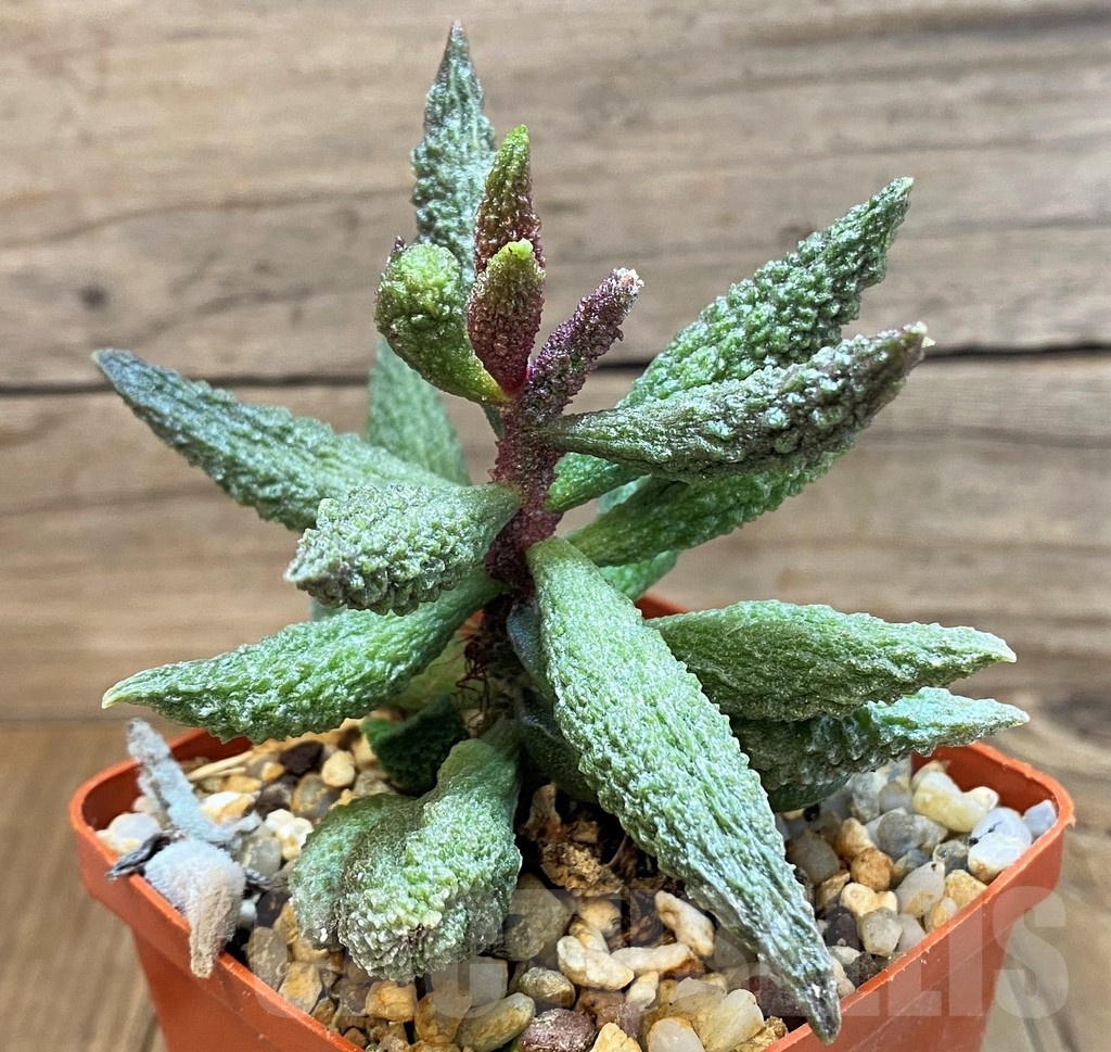 SH24648 Adromischus marianae f. herrei - Image 2