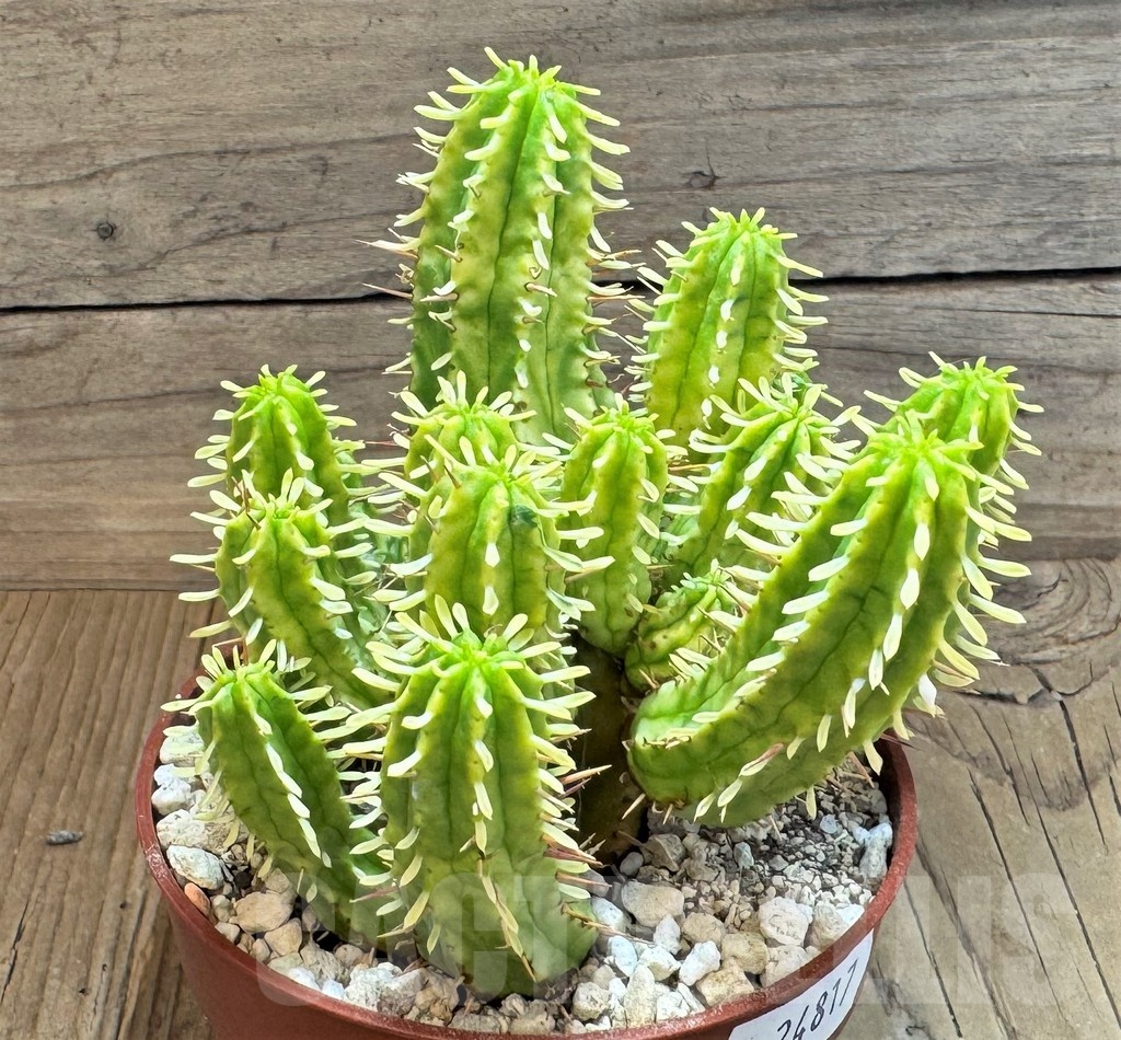 SH24817 Euphorbia aggregata f. variegata – Bild 2