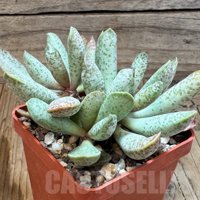 SH24838 Adromischus mammillaris PUB 2119