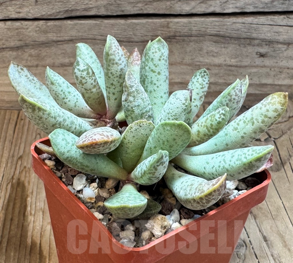 SH24838 Adromischus mammillaris PUB 2119