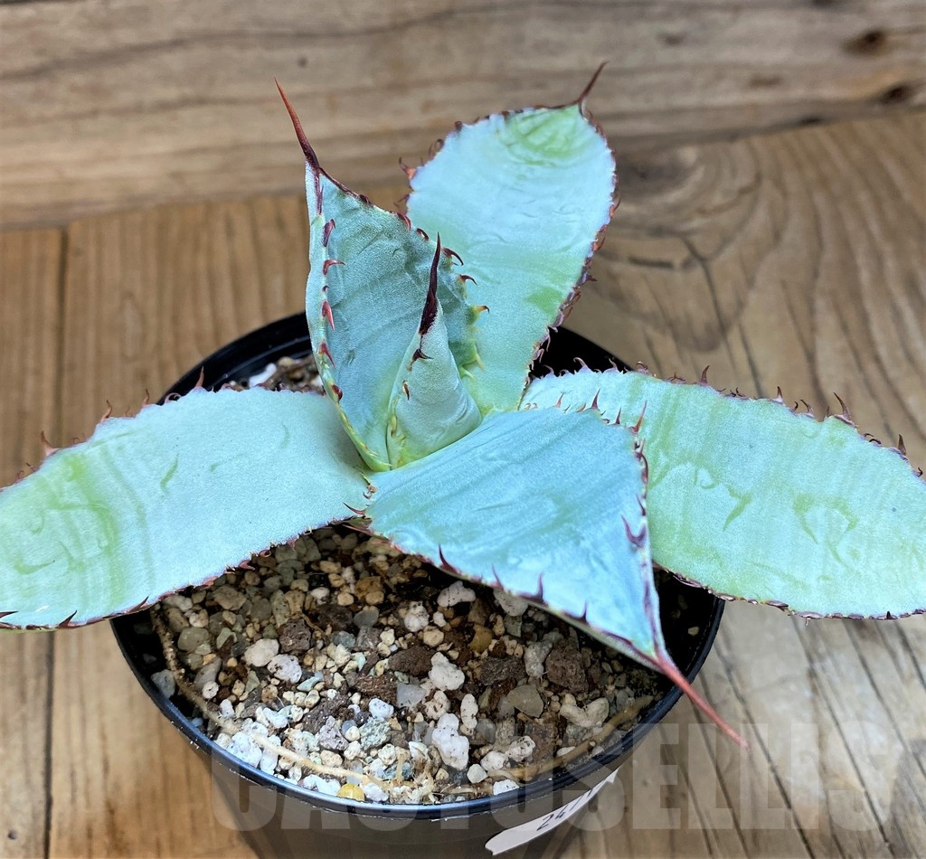 SH24713 Agave guadalajarana