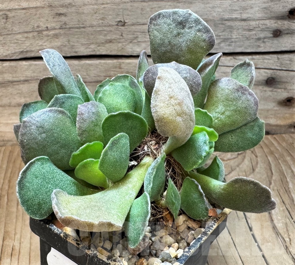 SH24839 Adromischus cristatus - immagine 2