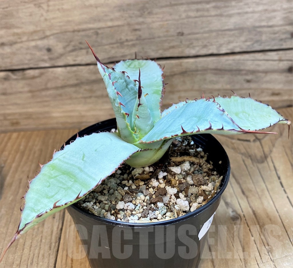 SH24713 Agave guadalajarana - Imagen 2