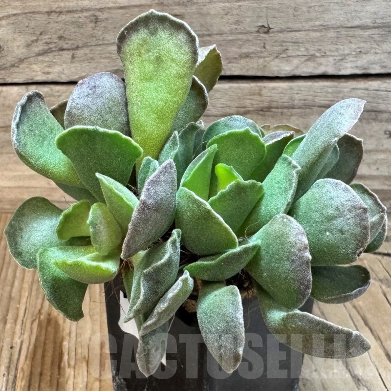 SH24839 Adromischus cristatus