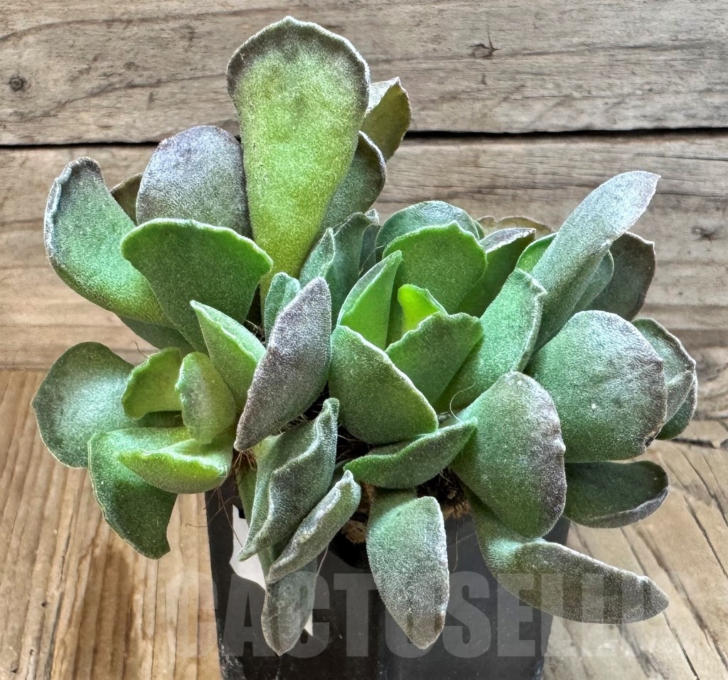 SH24839 Adromischus cristatus