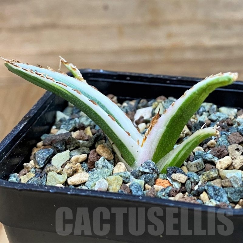 SH24714 Agave victoriae-reginae 'White Rhino'