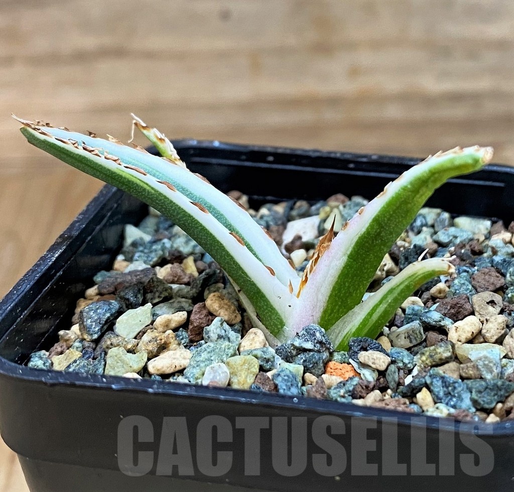 SH24714 Agave victoriae-reginae 'White Rhino'