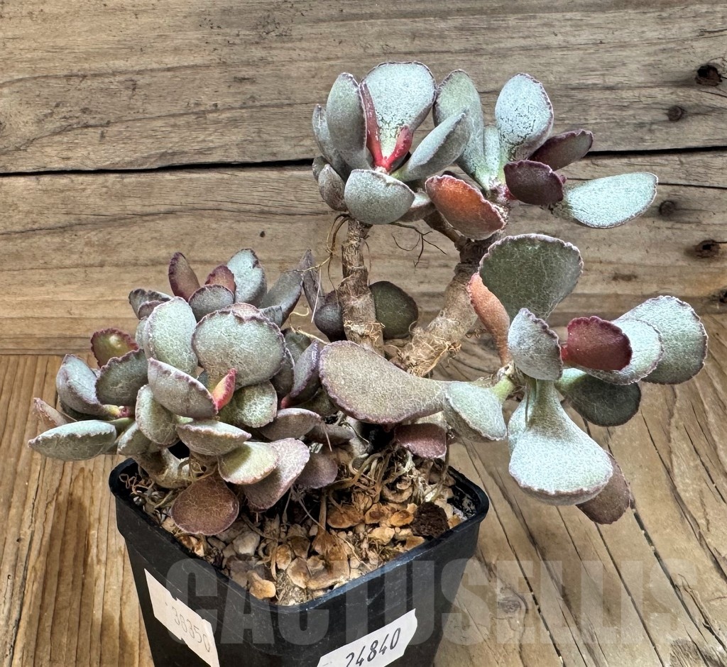 SH24840 Adromischus marianae hybrid - immagine 2