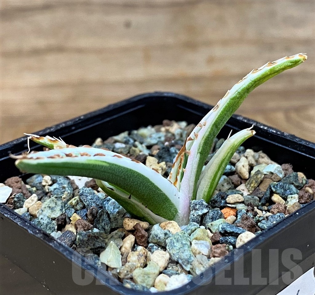 SH24714 Agave victoriae-reginae 'White Rhino' - Obrázek 2