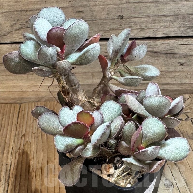 SH24840 Adromischus marianae hybrid