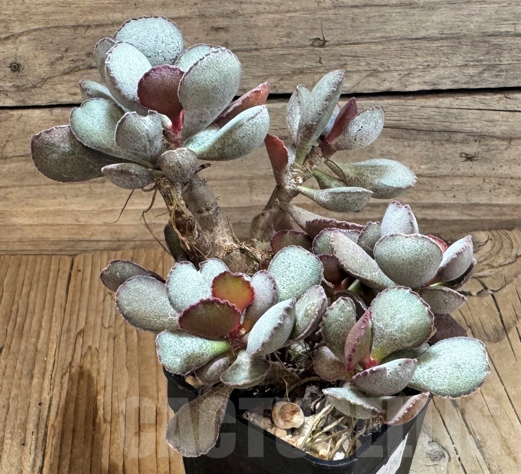 SH24840 Adromischus marianae hybrid
