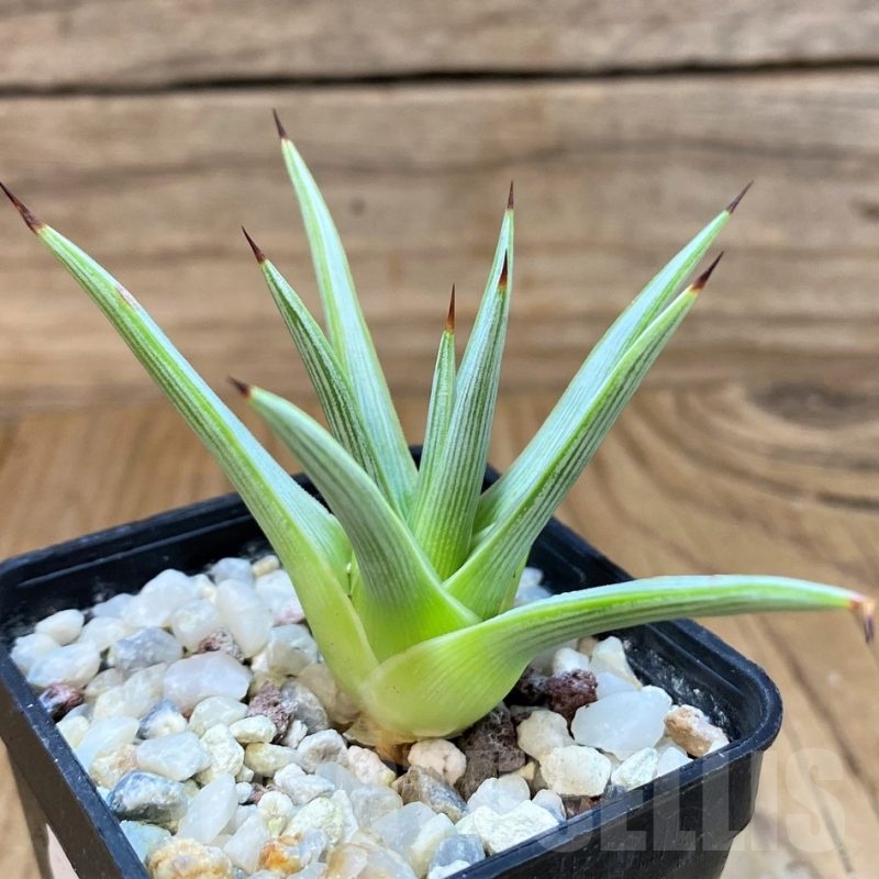 SH24715 Agave rzedowskiana