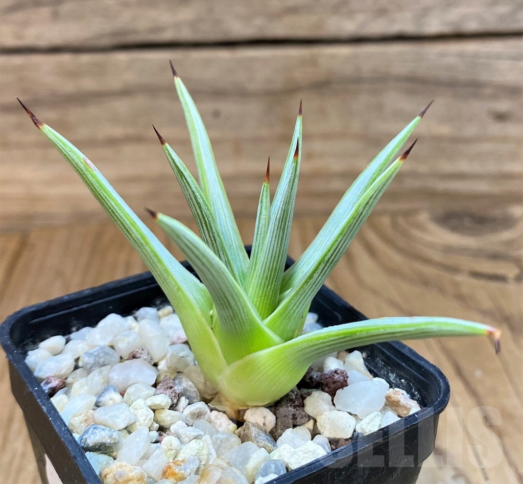 SH24715 Agave rzedowskiana