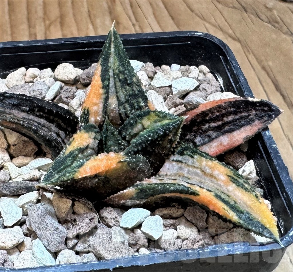 SH24841 Haworthia 'Kintaikyo' f. variegata – Bild 3