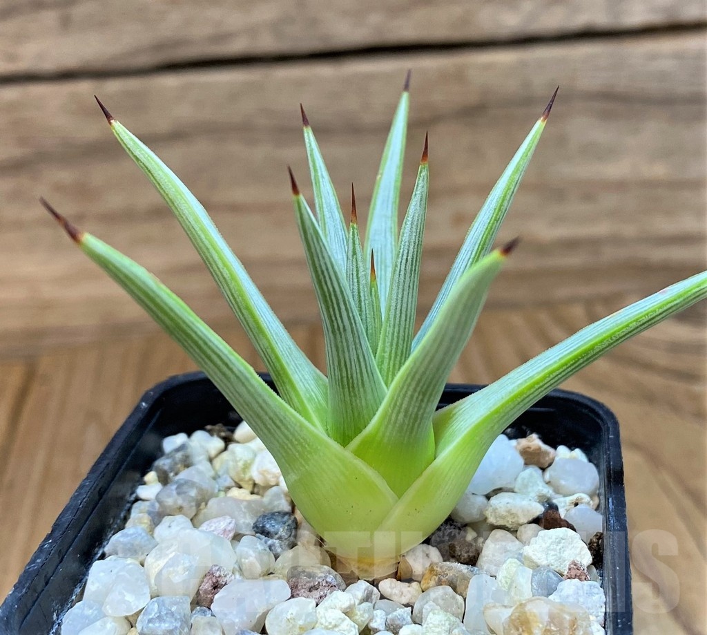 SH24715 Agave rzedowskiana - Imagen 2