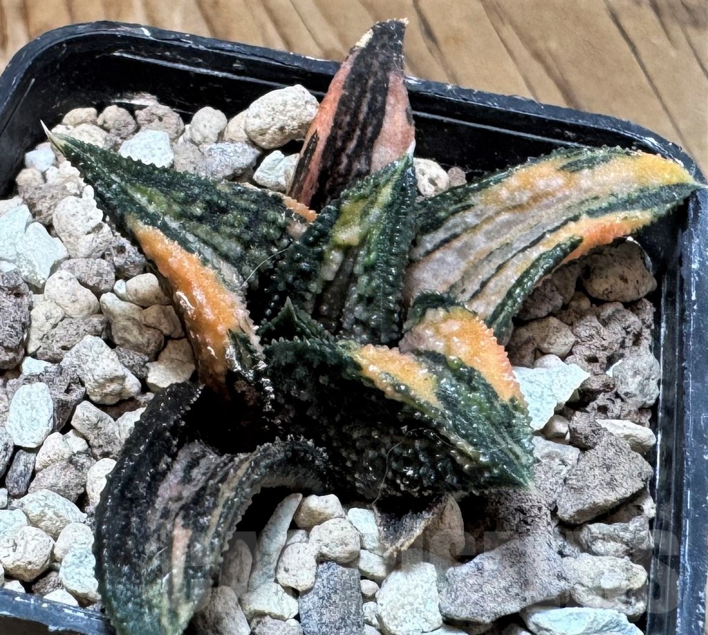 SH24841 Haworthia 'Kintaikyo' f. variegata – Bild 2