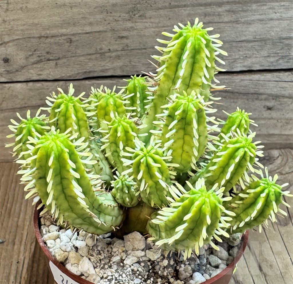 SH24817 Euphorbia aggregata f. variegata