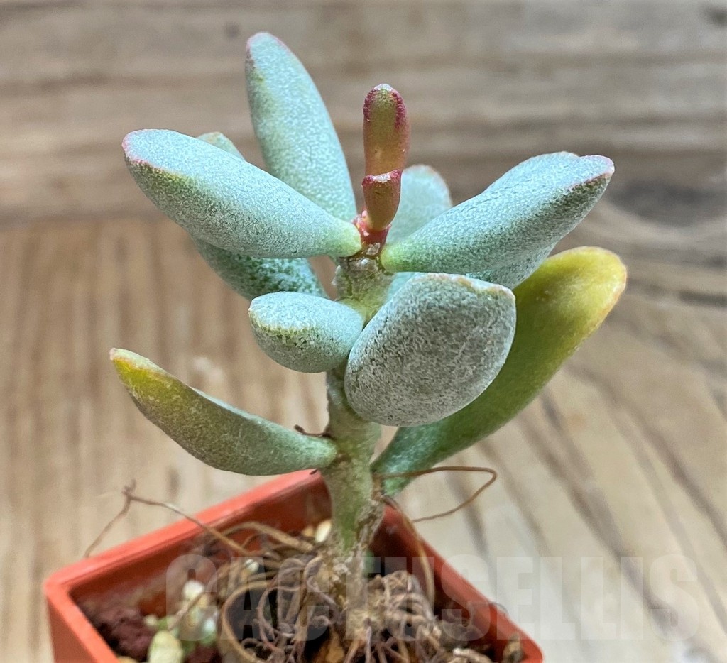 SH24626 Adromischus marianae v. kubusensis - immagine 2