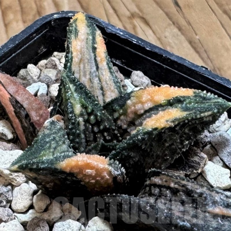 SH24841 Haworthia 'Kintaikyo' f. hybrid