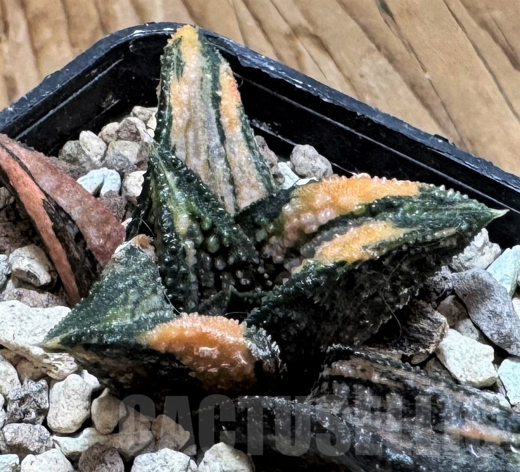 SH24841 Haworthia 'Kintaikyo' f. variegata