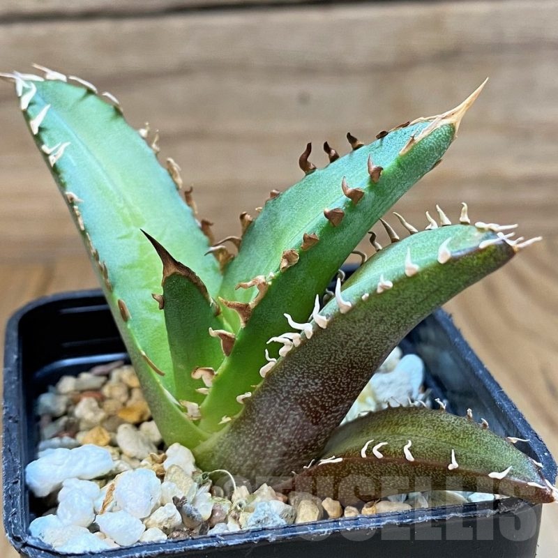 SH24716 Agave titanota 'Red Catweazle'