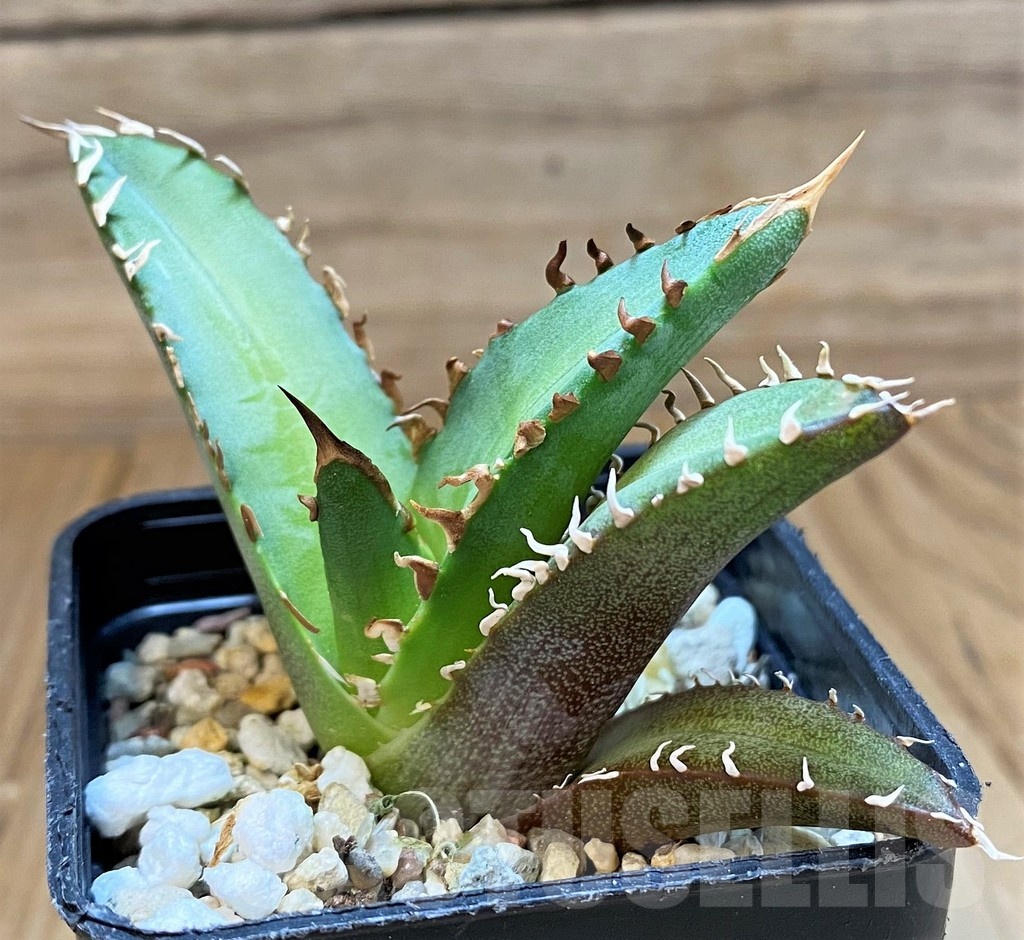 SH24716 Agave titanota 'Red Catweazle'