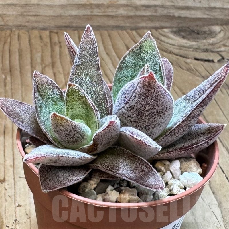 SH24842 Crassula ‘Garnet Lotus’