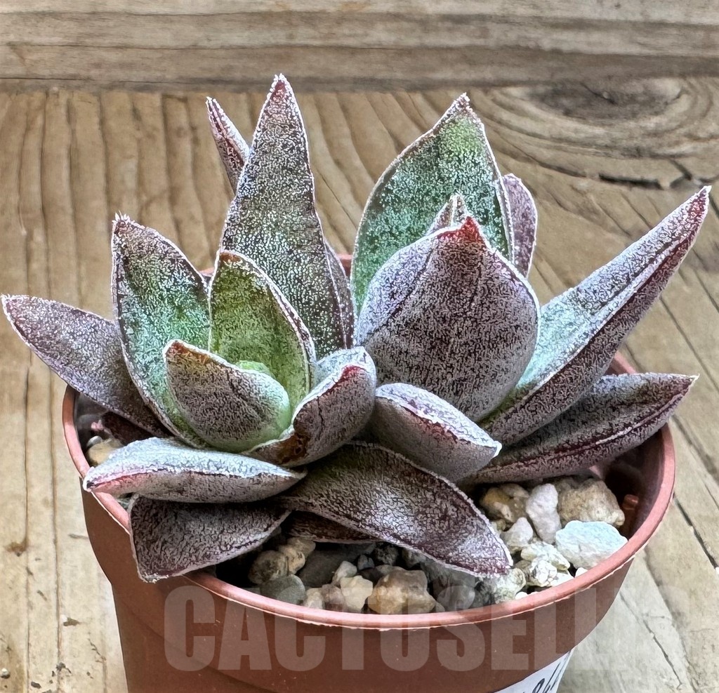 SH24842 Crassula ‘Garnet Lotus’
