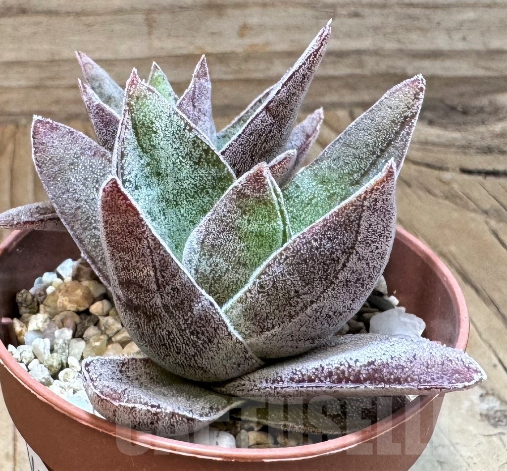 SH24842 Crassula ‘Garnet Lotus’ - 画像 (2)