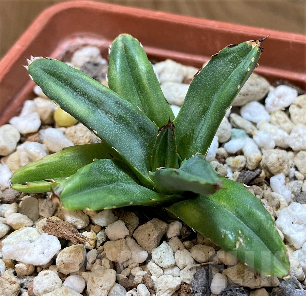 SH24717 Agave victoriae-reginae