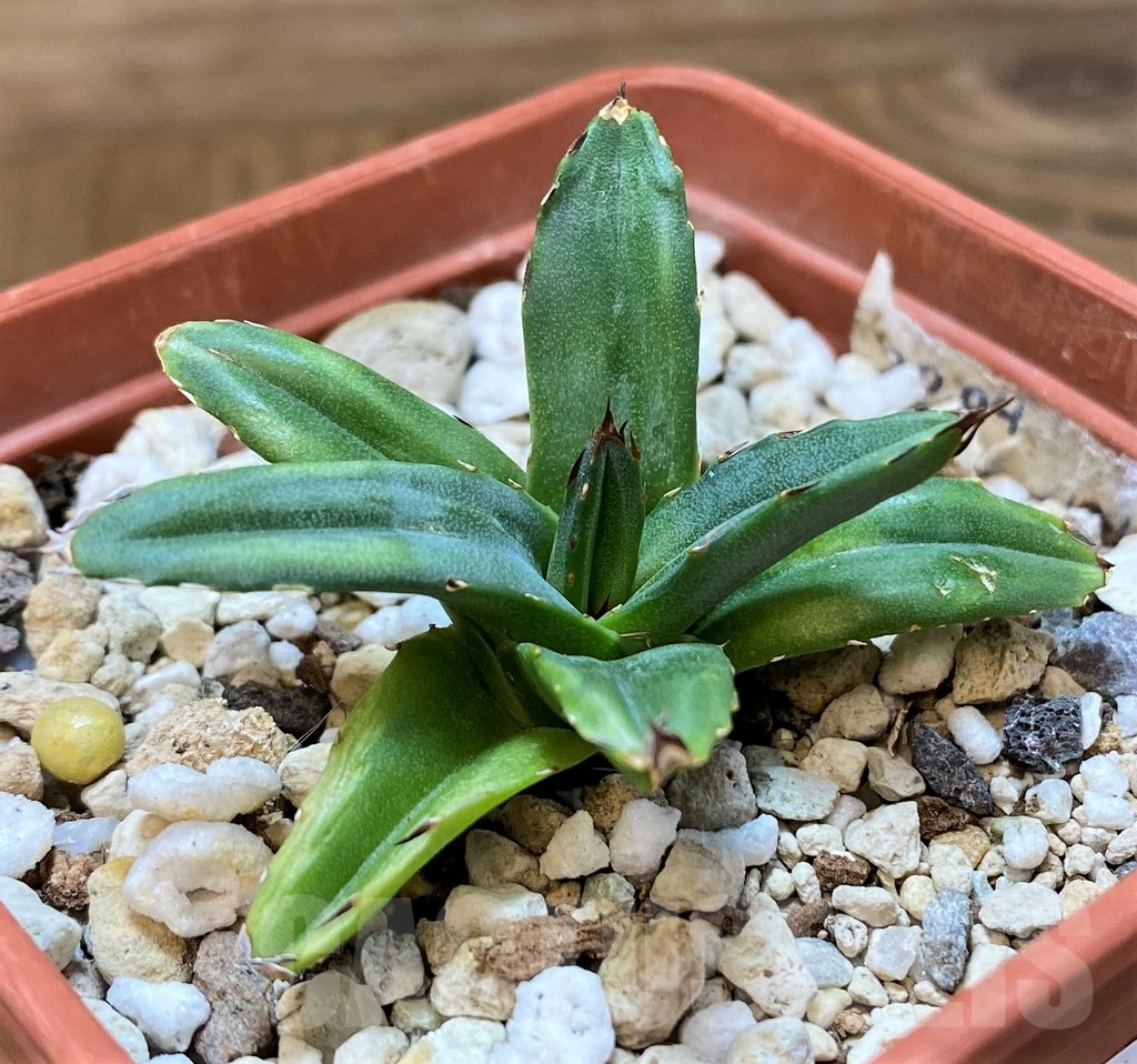 SH24717 Agave victoriae-reginae - immagine 2