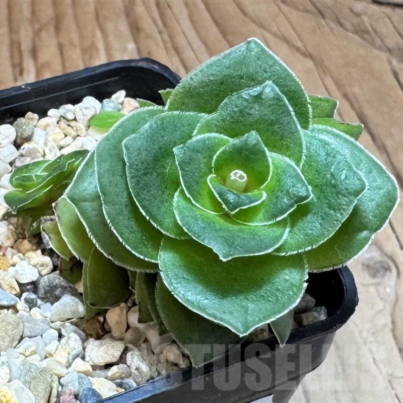 SH24843 Crassula hemisphaerica