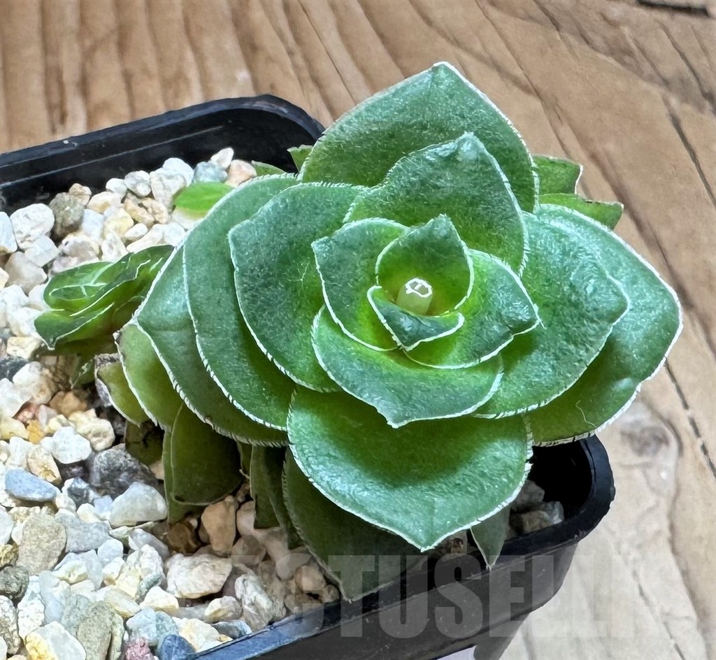 SH24843 Crassula hemisphaerica