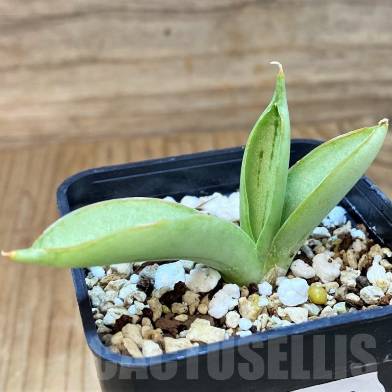 SH24718 Sansevieria 'Ice man'