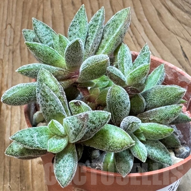 SH24844 Crassula justi-corderoyi hybrid
