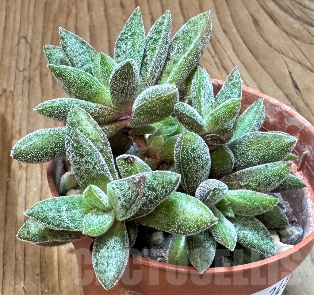 SH24844 Crassula justi-corderoyi hybrid