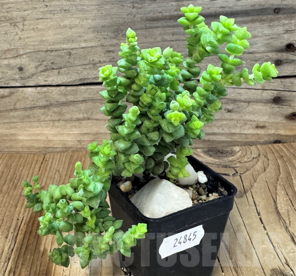 SH24845 Crassula brevifolia - 画像 (2)