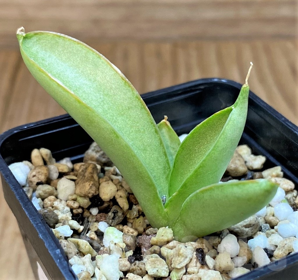 SH24719 Sansevieria 'Ice man' - Image 2